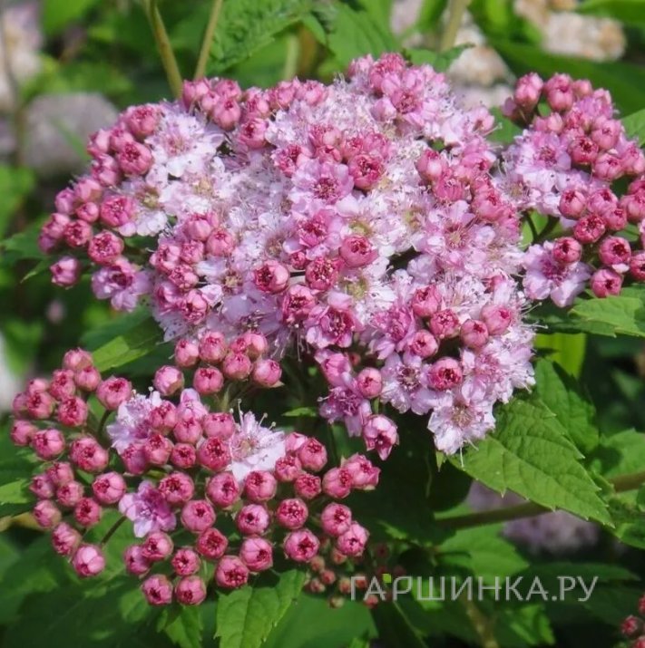 Спирея Манон