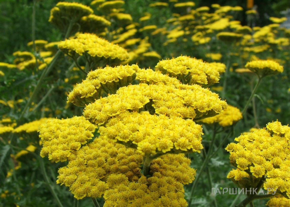 Тысячелистник Муншайн