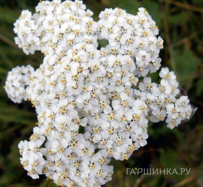 Тысячелистник Вайсес Вандер