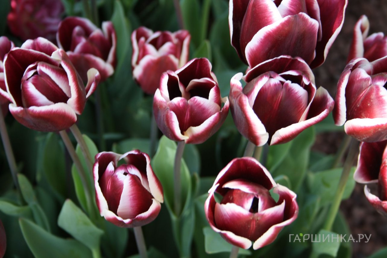 Тюльпан Александр Пушкин Триумф 5шт