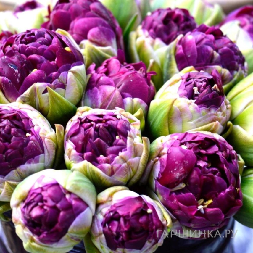 Тюльпан Блу Вау 5 шт