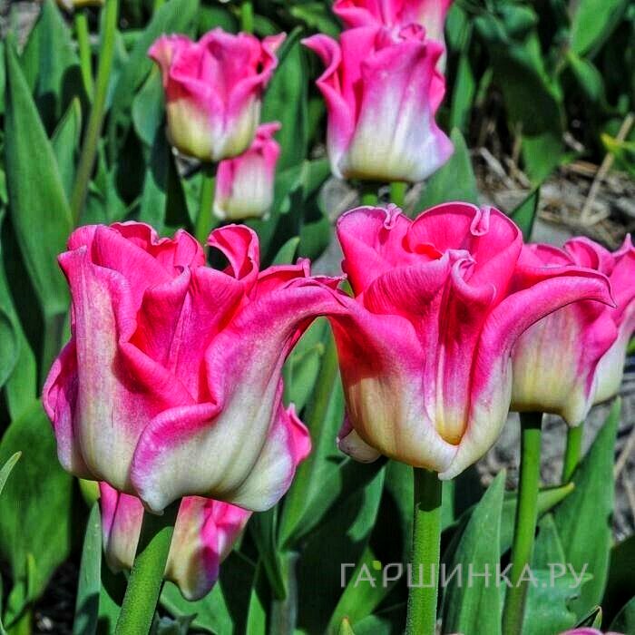 Тюльпан Crown of dynasty Триумф 5 шт