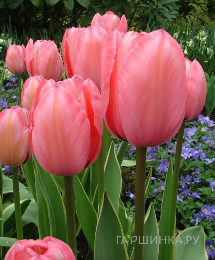 Тюльпан Дизайн Импрешн Дарвина 5шт