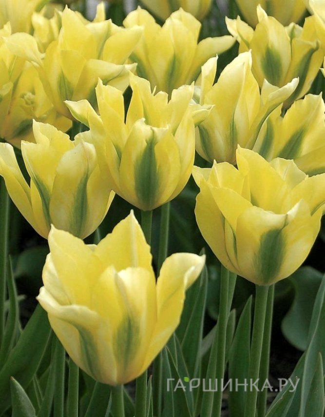 Тюльпан Елоу Сприн Грин зеленоцветный 4шт