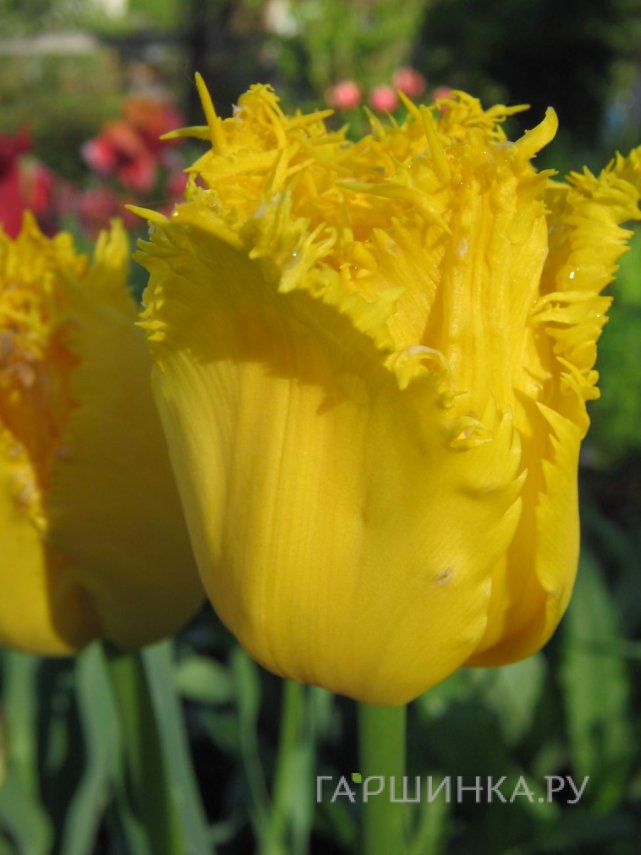 Тюльпан Гамильтон бахромчатый 5шт