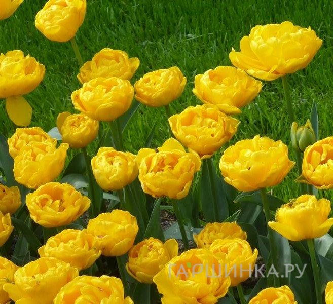 Тюльпан Голд Февер 5 шт