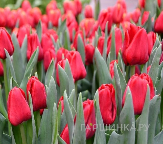 Тюльпан Иль де Франс Триумф 5 шт