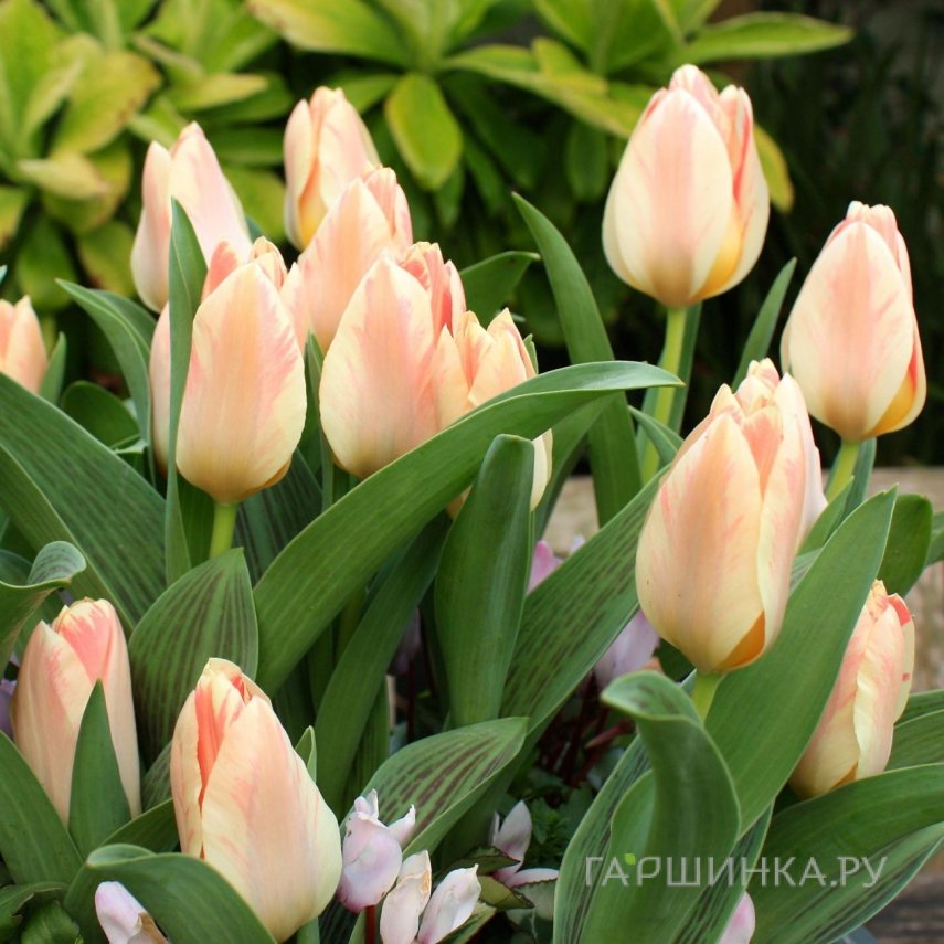 Тюльпан Литл Герл Грейга 5шт