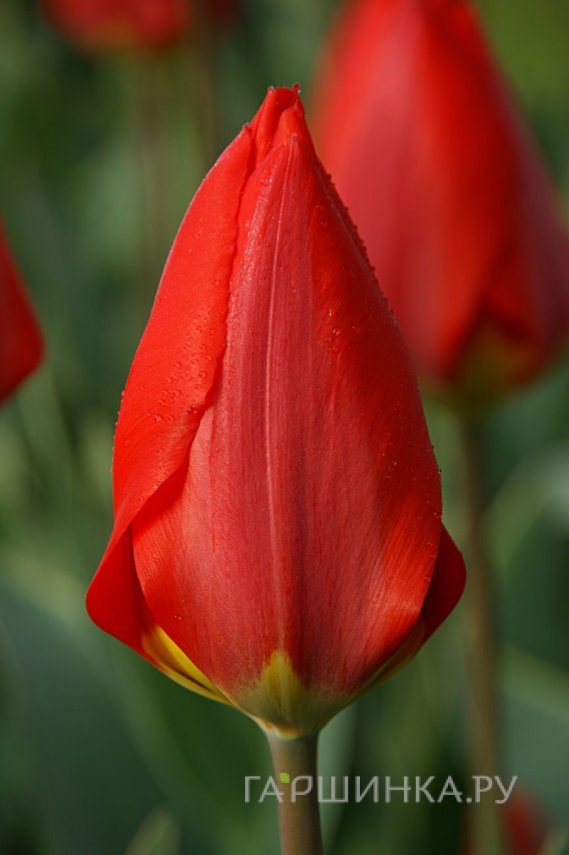 Тюльпан Мадам Лефебер Фостера 5шт