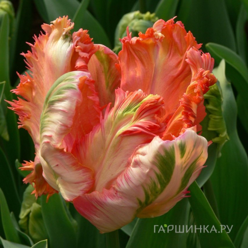 Тюльпан Пэррот Кинг попугайный 5шт