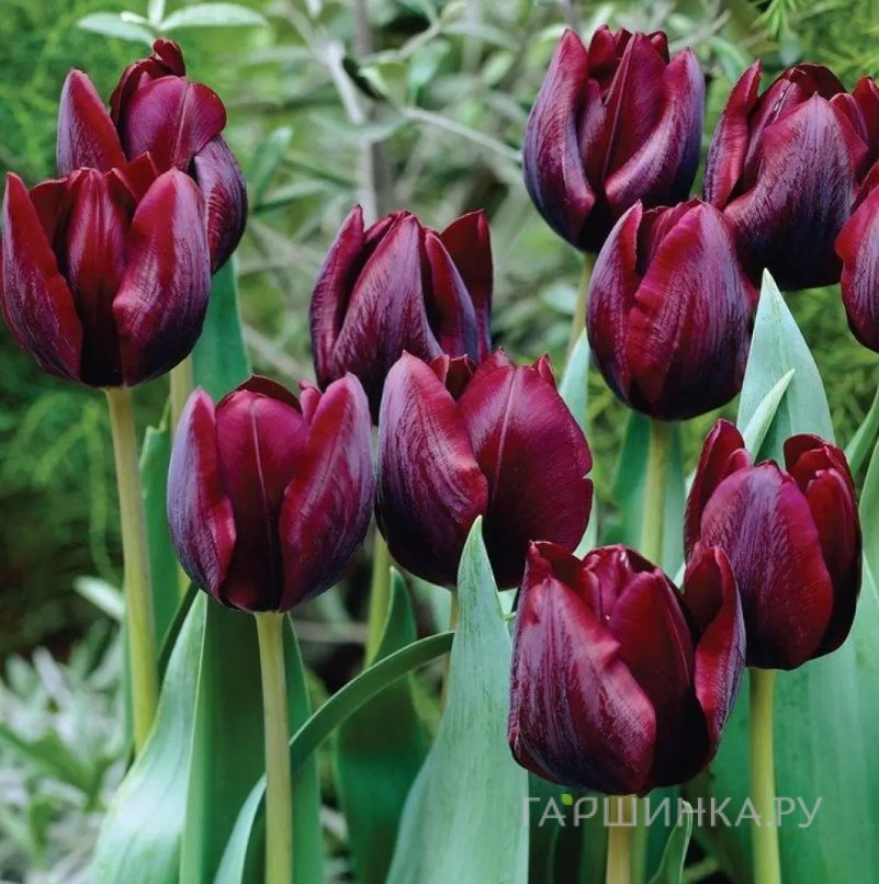 Тюльпан Роналдо Триумф 5шт.