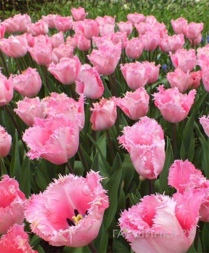 Тюльпан Сантандер бахромчатый 5шт