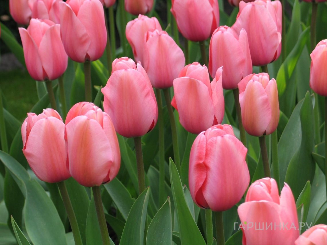 Тюльпан Ван Эйк Дарвина 5шт