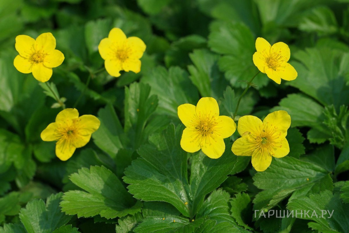 Вальдштейния тройчатая