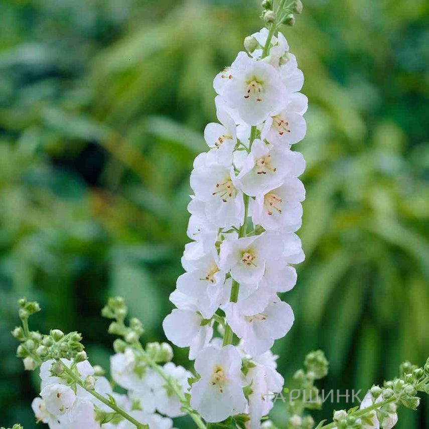 Вербаскум (коровяк) Вайт Домино