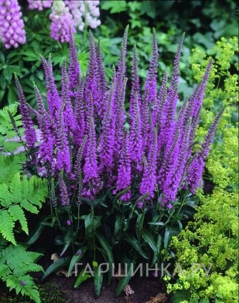 Вероника Эвелине