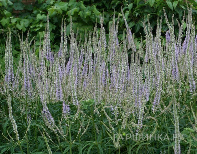 Вероникаструм Лавенделтурм