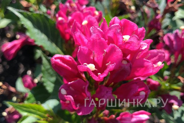 Вейгела Биг Лав