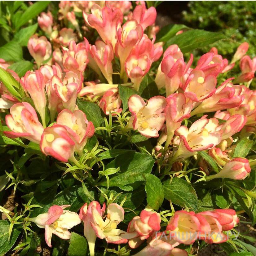 Вейгела Олл Саммер Пич