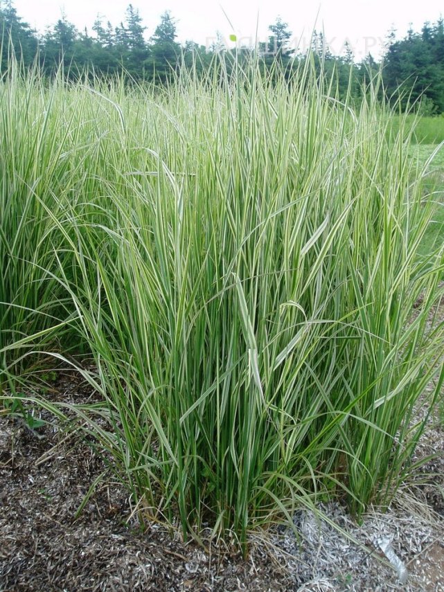 Вейник Овердам