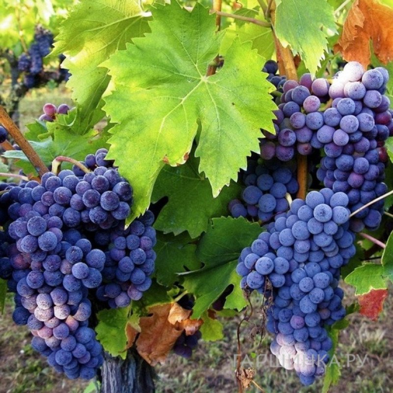 Виноград Звезда Бояринова