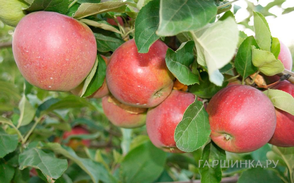 Яблоня Беркутовское