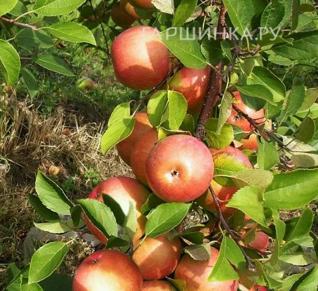 Яблоня Супер интенсивное