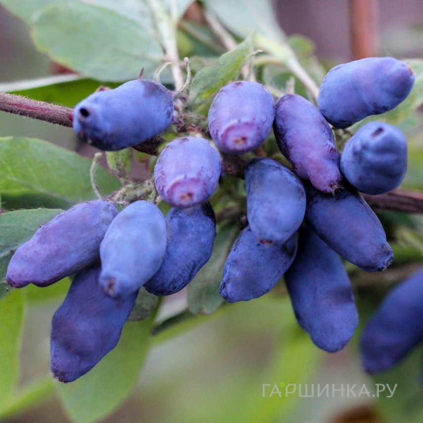 Жимолость Нарымская