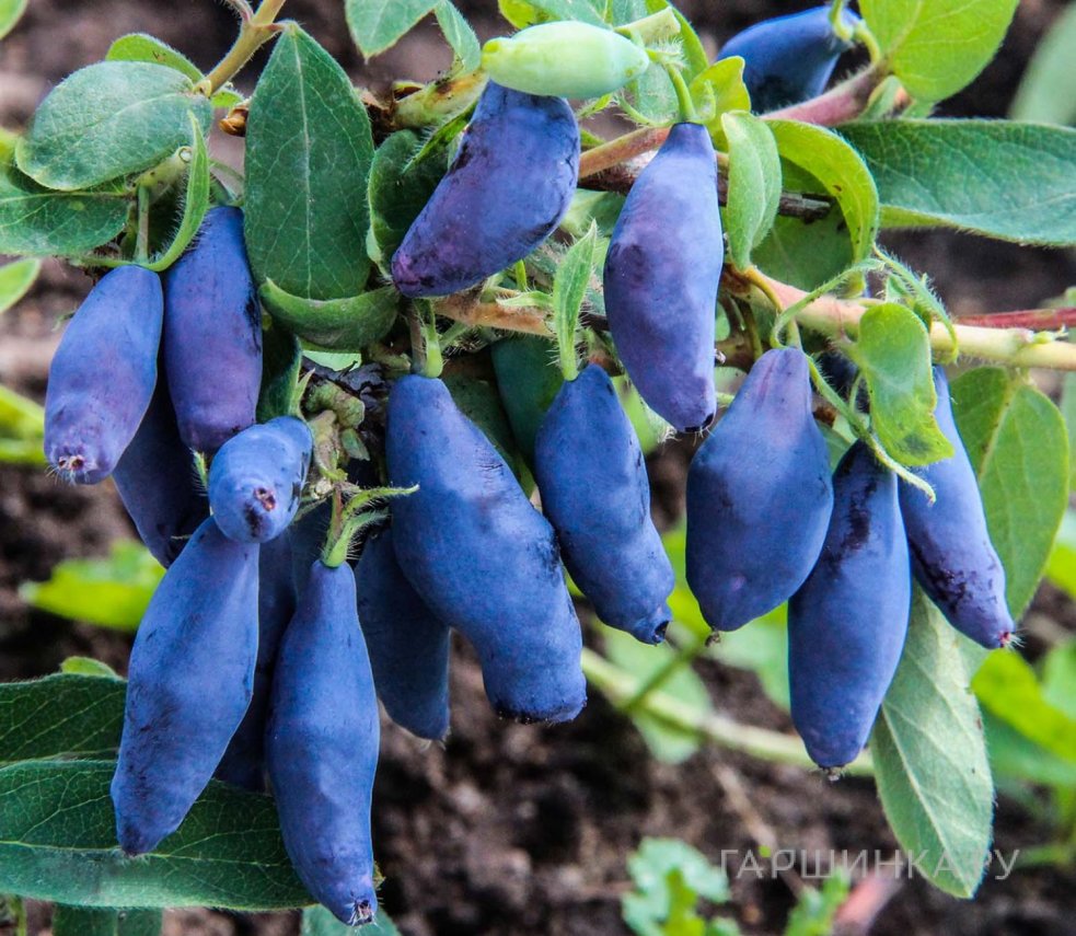 Жимолость Восторг