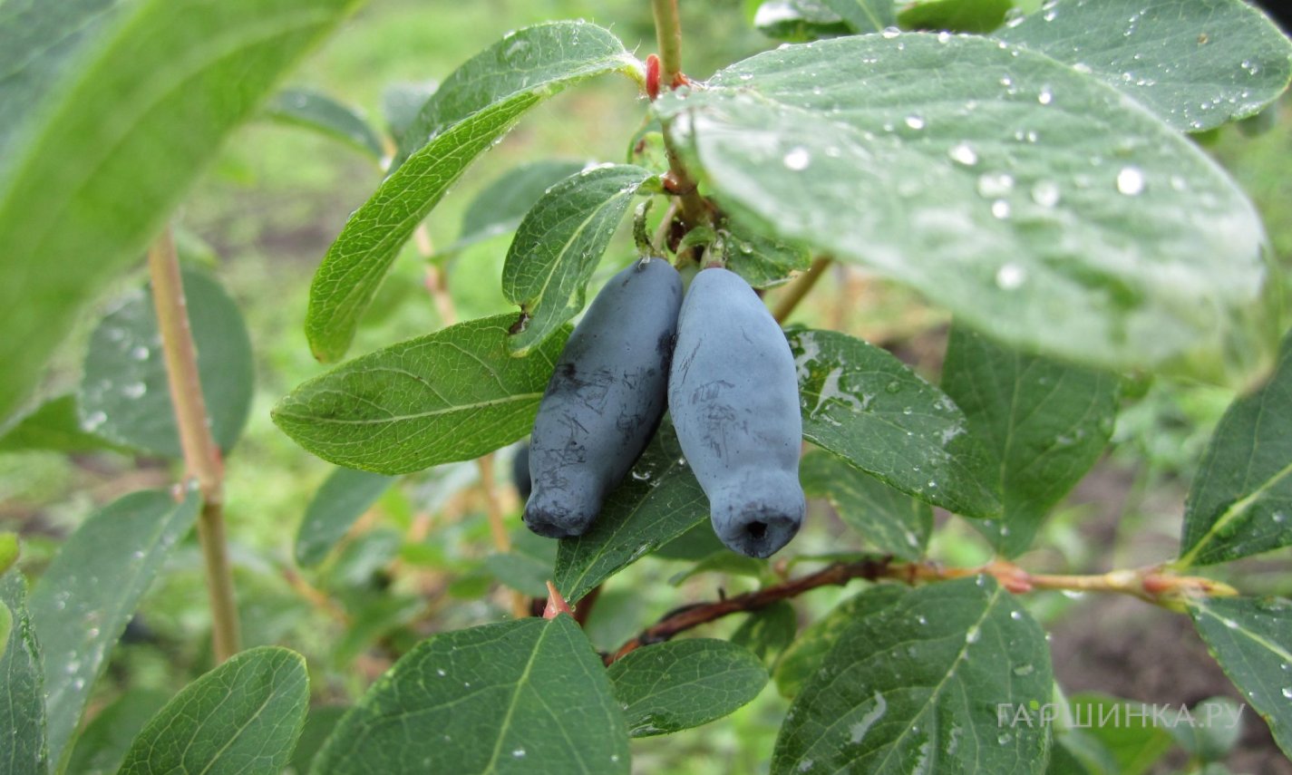 Жимолость Зойка