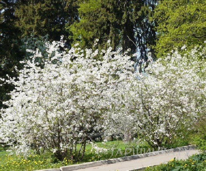 Живая изгородь: Вишня войлочная 10шт