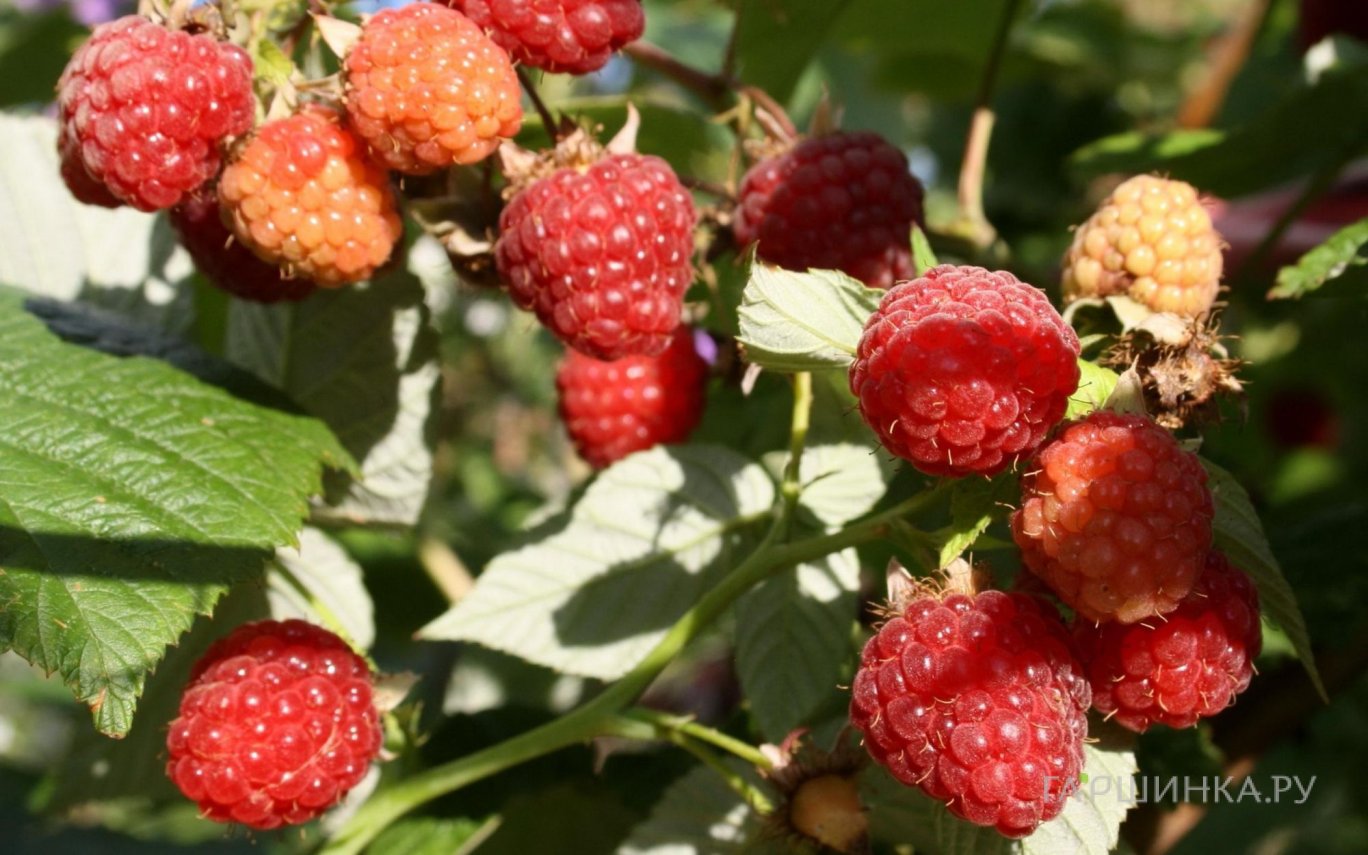 Малина Изобильная ремонтантная бесшипная