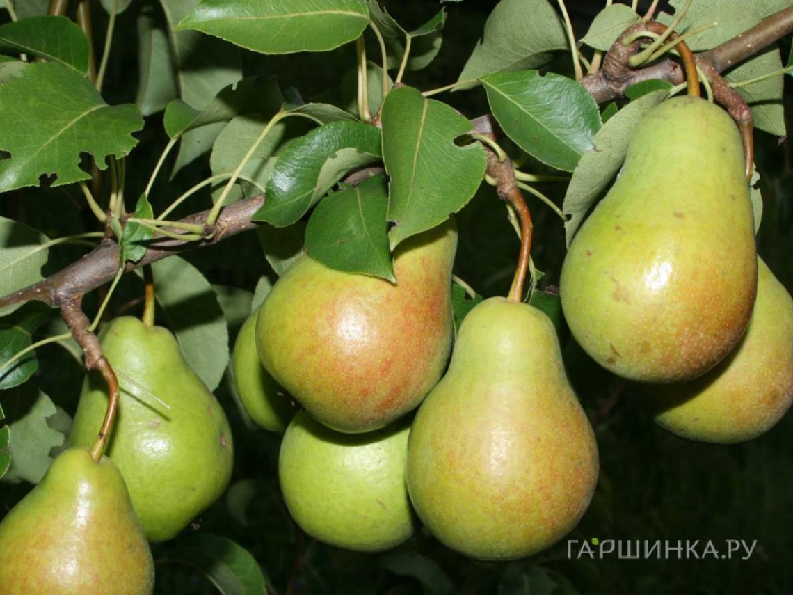 Груша Чижовская