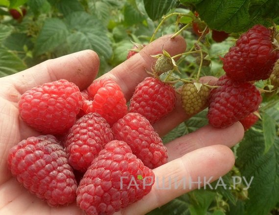 Малина Зюгана ремонтантная красная