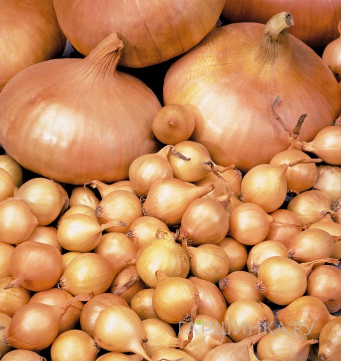 Лук-севок Штуттгартер ризен (круглый желтый) 0,5 кг