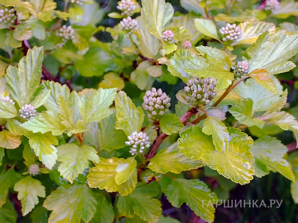 Пузыреплодник Литл Грини