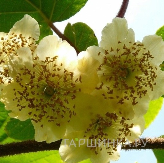 Актинидия деликатесная Атлас (мужской сорт)