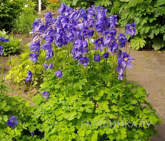 Аквилегия Альпина (Водосбор альпийский)
