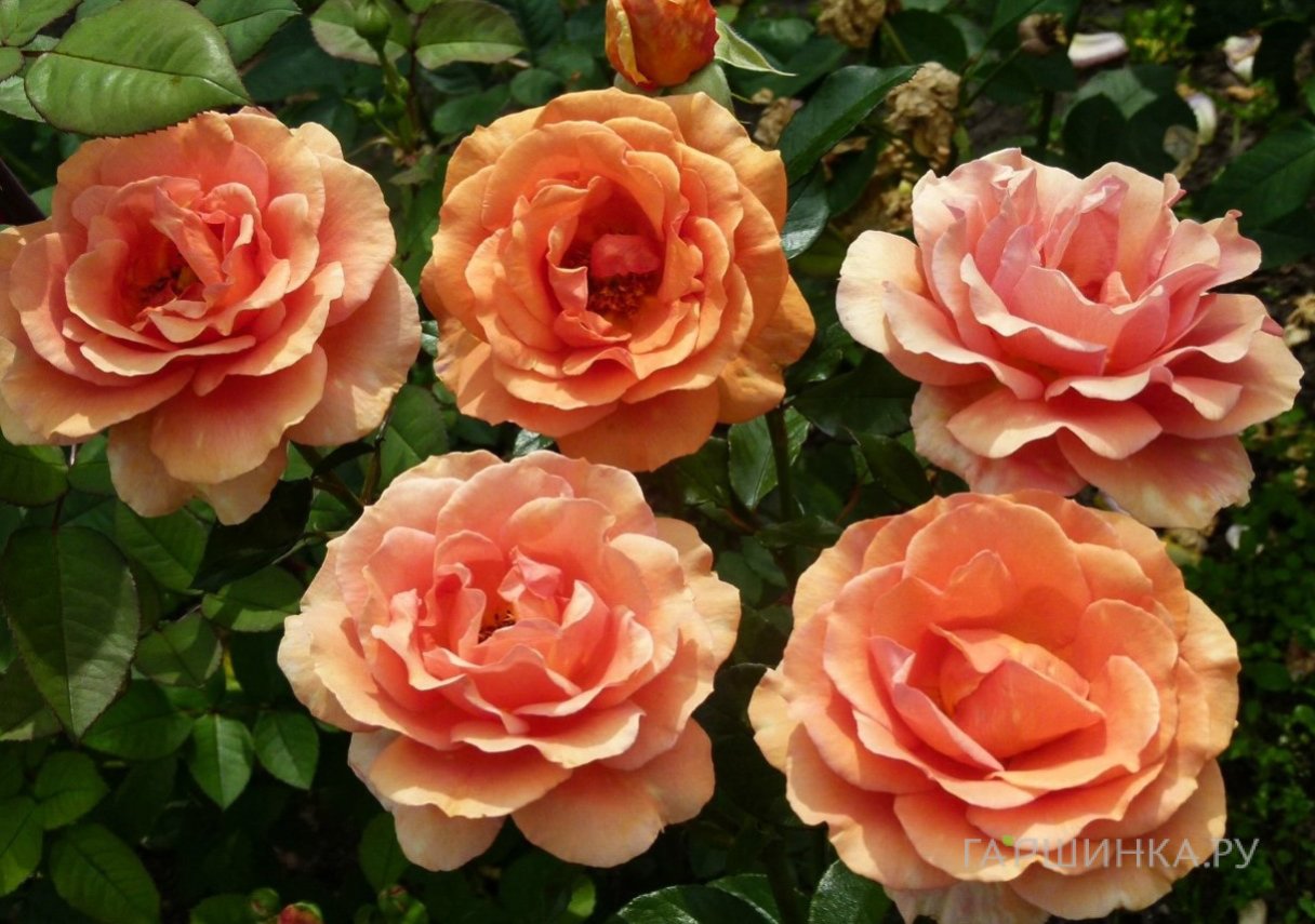 Роза Ашрам чайно-гибридная, Тантау (лиц)