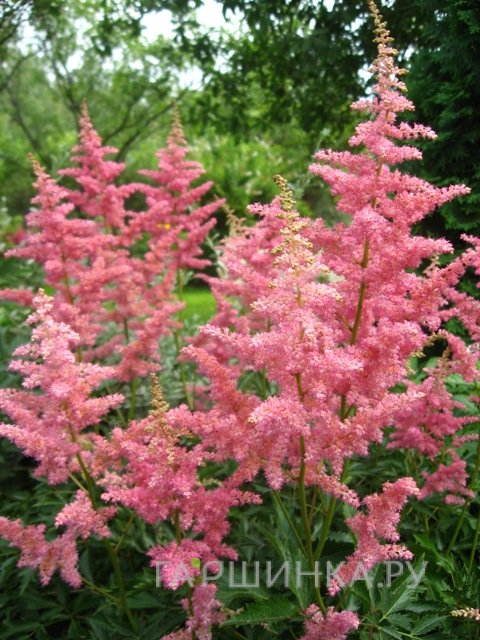 Астильба арендса Анита Пфайфер