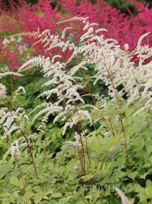 Астильба Тунберга Профессор ван ден Вилен