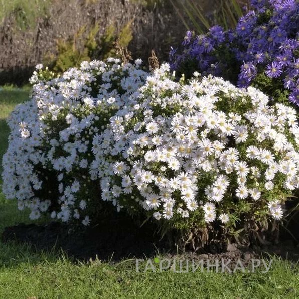 Астра Аполло кустарниковая