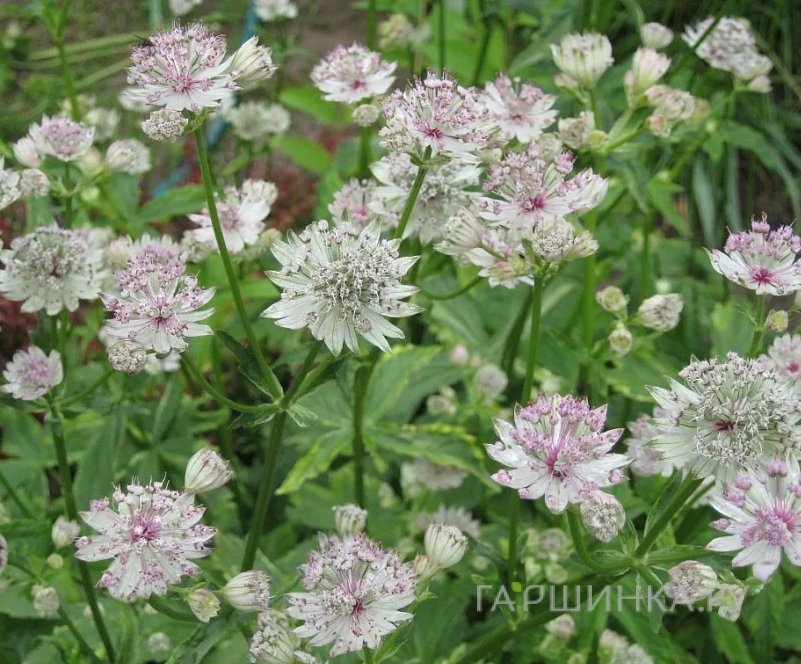 Астранция Санингдейл Вариегата