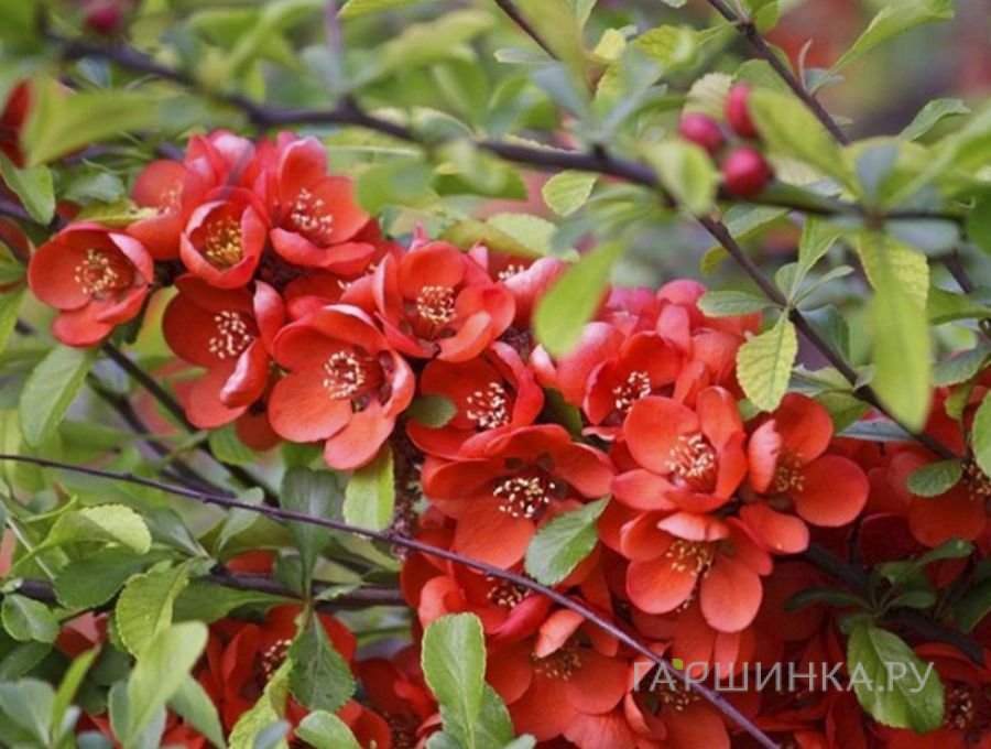 Айва Ред Трейл