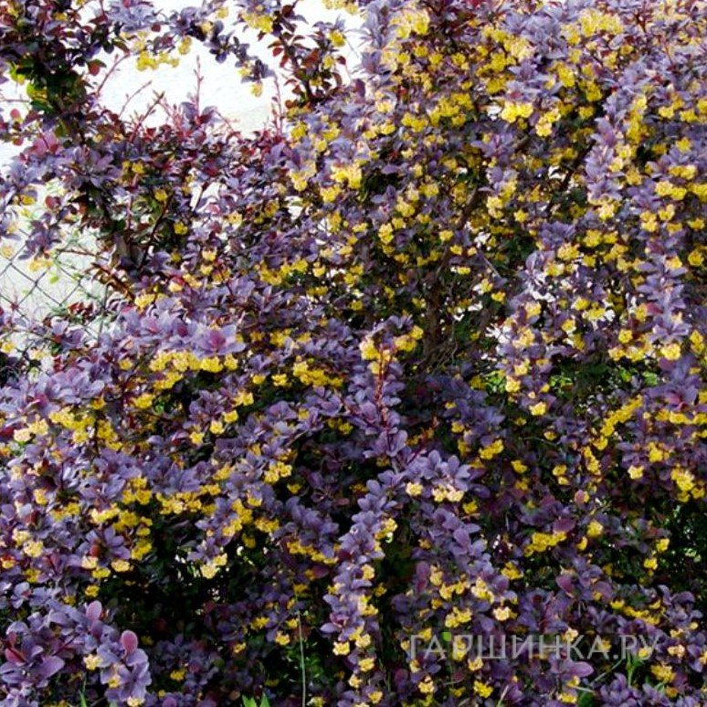 Барбарис Суперба оттавский