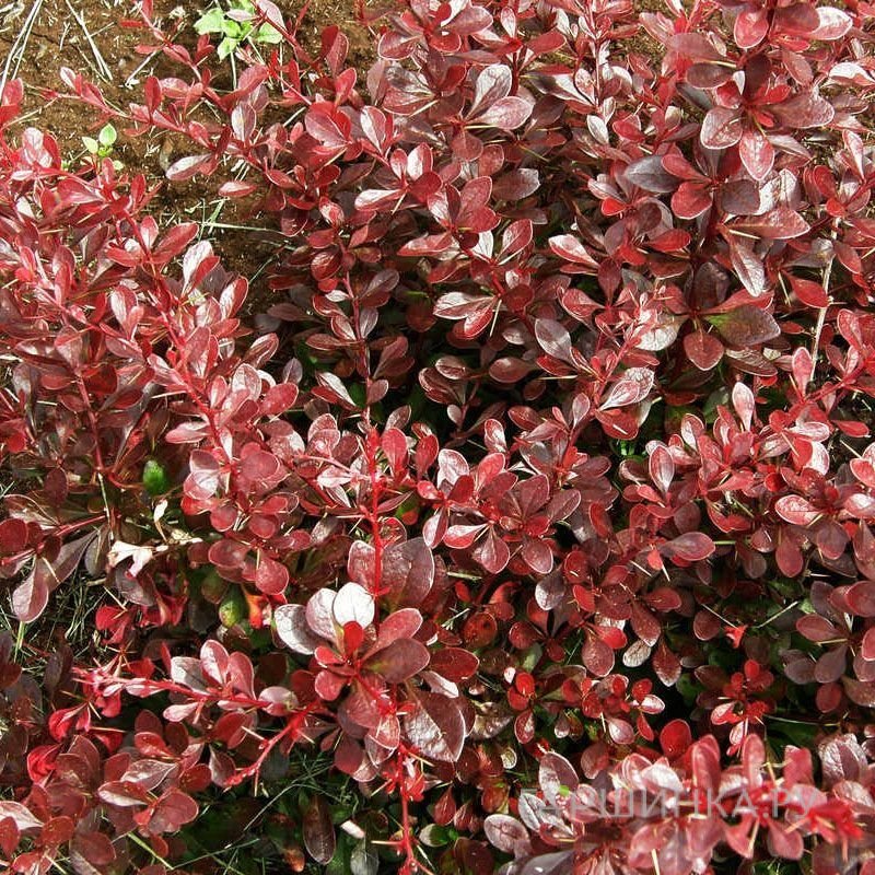 Барбарис Тунберга Кармен