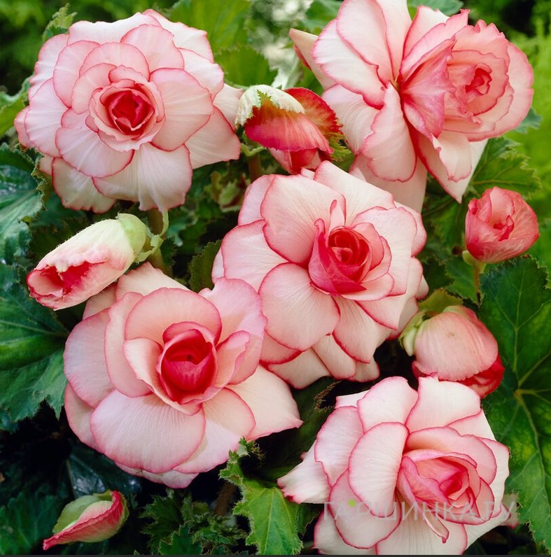 Бегония Пикоти Вайт/Ред 2шт.