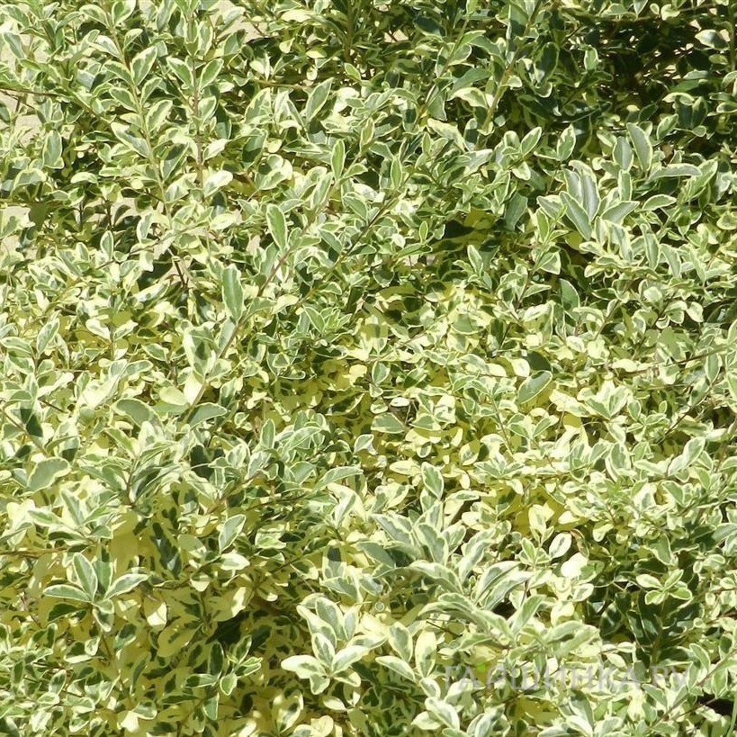 Бирючина Мюсли