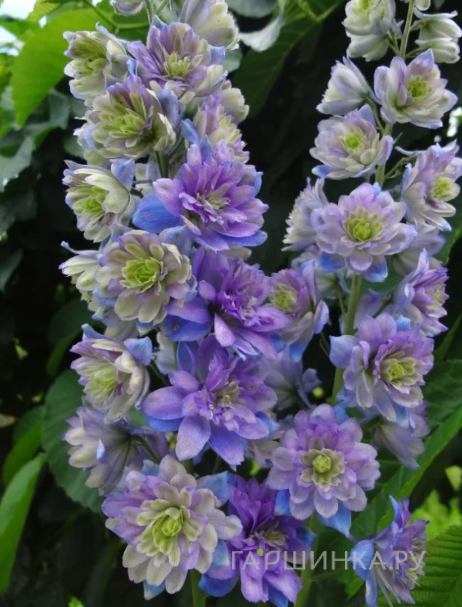 Дельфиниум Блюберри Пай (Черничный пирог)