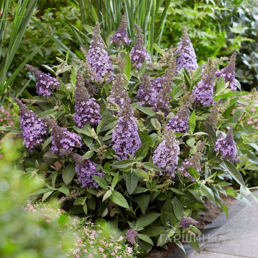 Буддлея Давида Батерфляй Канди Лила Свитхарт